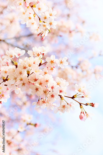 桜の開花