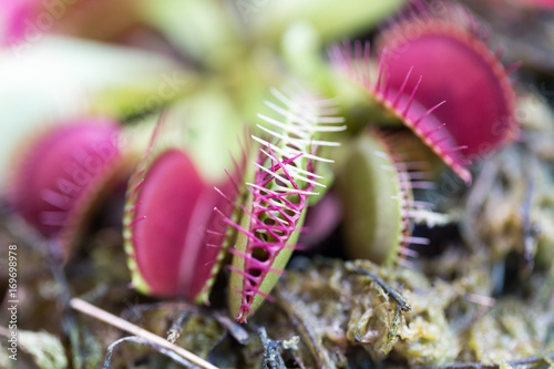 The Venus flytrap (also referred to as Venus's flytrap or Venus' flytrap), Dionaea muscipula, is a carnivorous plant.