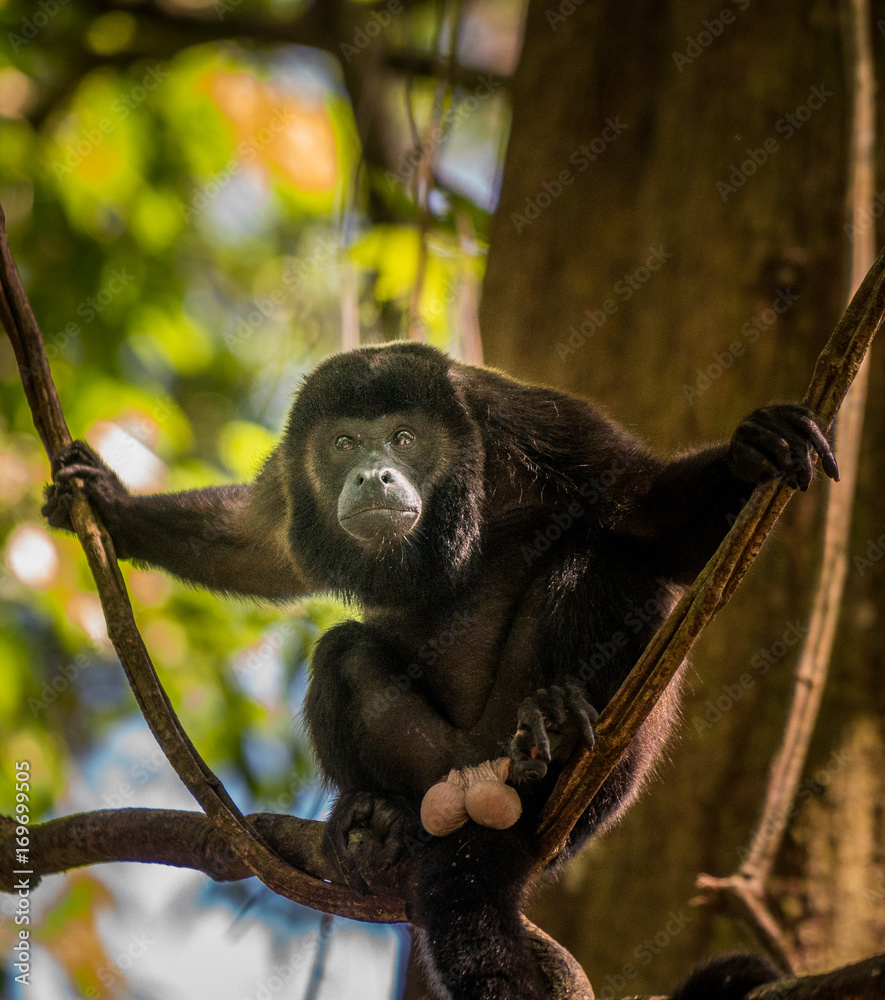 Ein Brüllaffen Alpha Männchen in Costa Rica StockFoto Adobe Stock