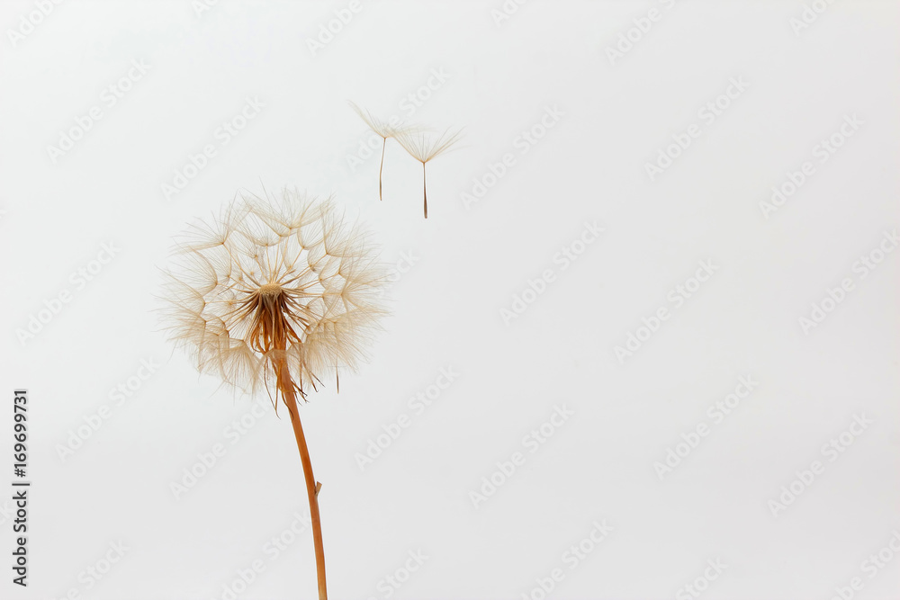 Fototapeta premium mniszek lekarski i jego latające nasiona na białym tle