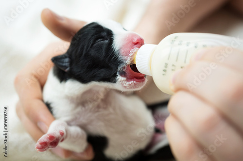 Fototapeta Naklejka Na Ścianę i Meble -  newborn puppy closeup drinking from the bottle substitutes of mother's milk