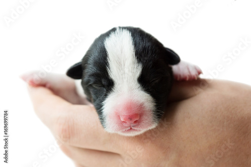 a man holding a newborn puppy isolated on white background