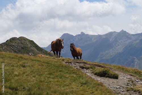 vaches, Pyrénées, montagne, Gabas, ossau, beauté, amour, animaux, cheval
