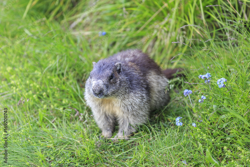 Alpine marmot (Marmota marmota) in the Gasteiner valley in the austrian alps Alpine marmot (Marmota marmota) in the Gasteiner valley in the austrian alps
