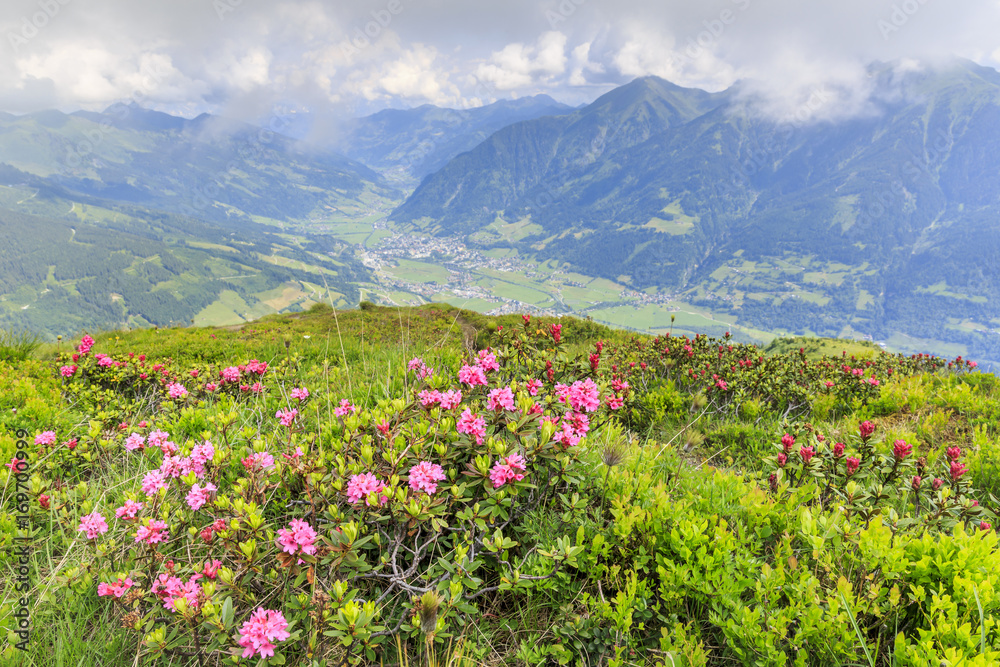 Hairy alpenrose (Rhododendron hirsutum) in front of the township of Bad Hofgastein in the austrian alps Hairy alpenrose (Rhododendron hirsutum) in front of the township of Bad Hofgastein in the austrian alps