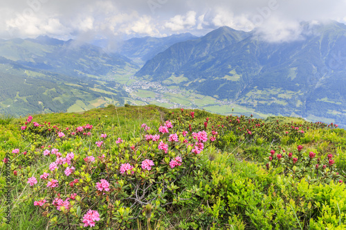 Hairy alpenrose (Rhododendron hirsutum) in front of the township of Bad Hofgastein in the austrian alps