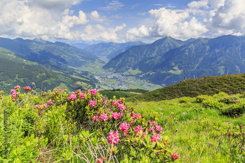 Fototapeta Naklejka Na Ścianę i Meble -  Hairy alpenrose (Rhododendron hirsutum) in front of the township of Bad Hofgastein in the austrian alps