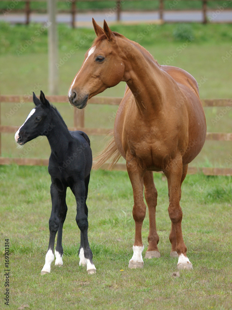 Mare and Foal Mare and Foal