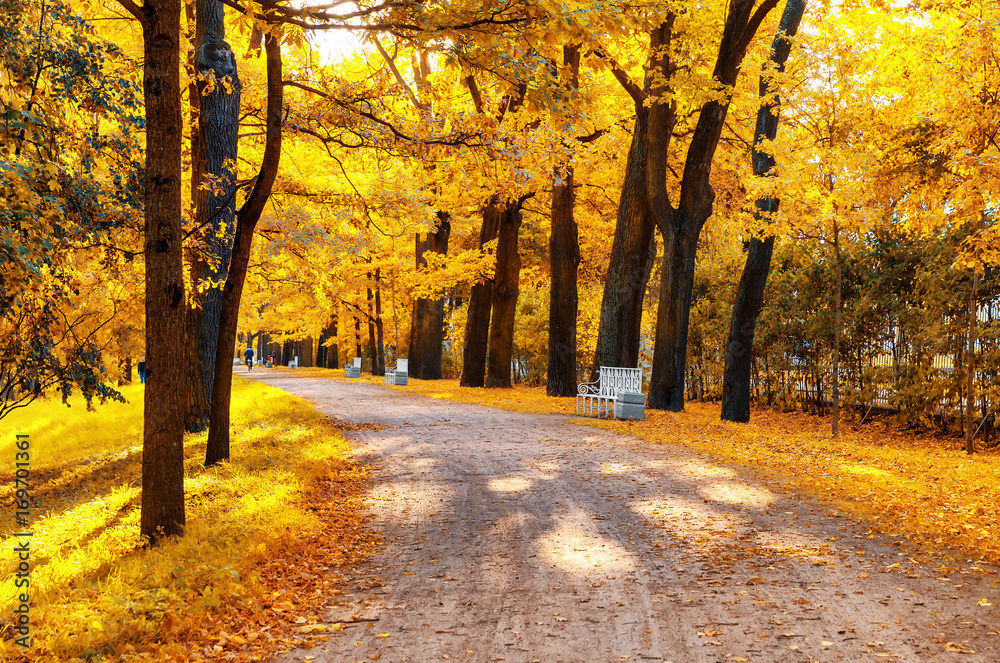 Beautiful autumn forest in park