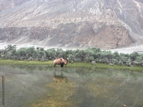 double hump camel in nubra valley
