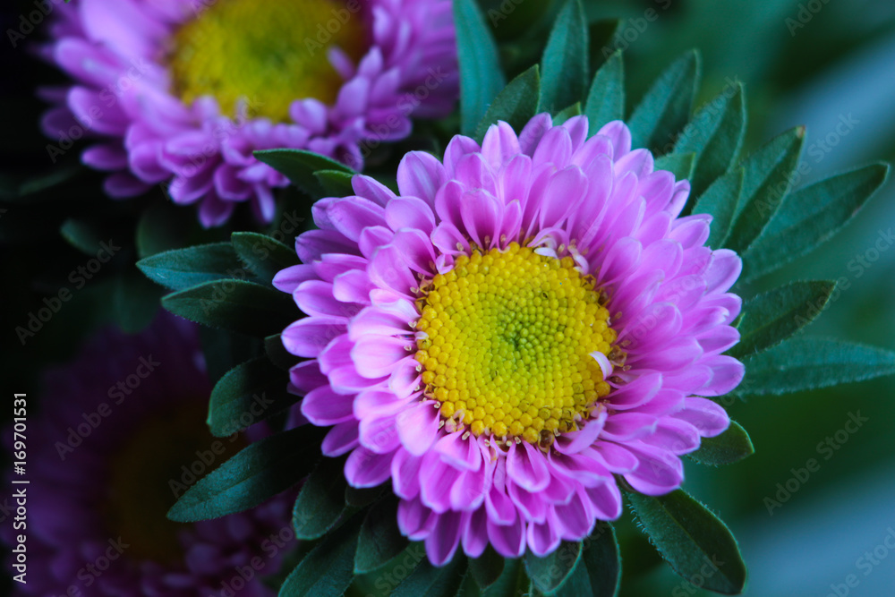 Close up of Colorful Chrysanths (Chrysanthemum). Close up of Colorful Chrysanths (Chrysanthemum).