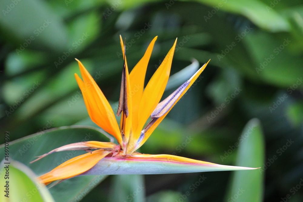Fototapeta premium beautiful yellow flower, close up shot
