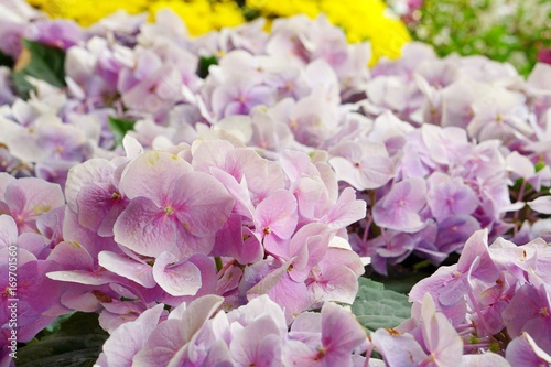 Wallpaper Mural Close up field of soft pink hydrangea flower. Torontodigital.ca