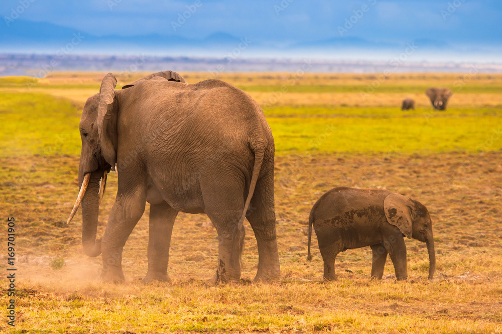 elephant and elephant in Africa. African elephants