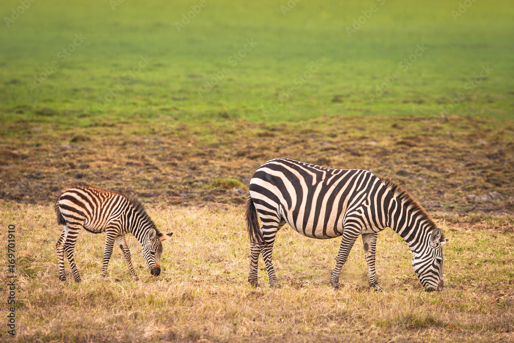 Obraz premium zebra with the baby. African zebra in the savannah.