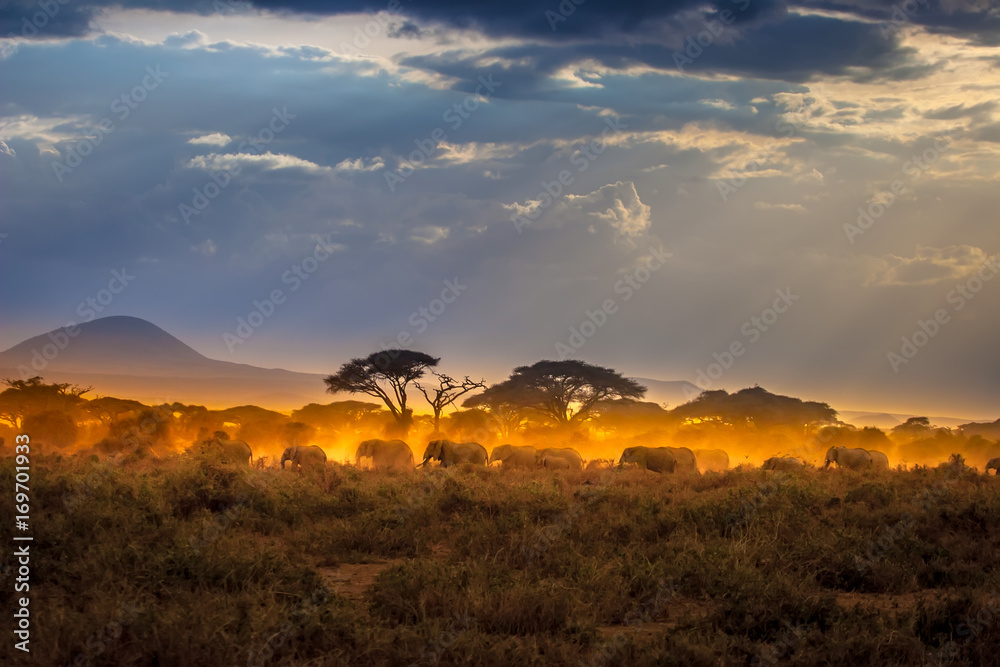 Migration of elephants. Herd of elephants. Evening in the African savannah.
