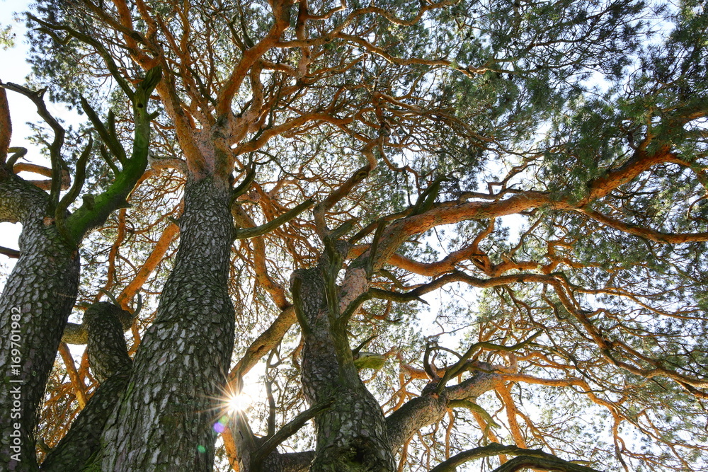 Obraz premium alter baum im sonnenlicht
