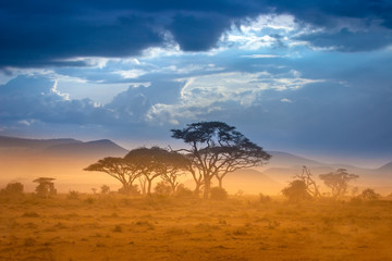 African Savannah. The foot of Mount Kilimanjaro.