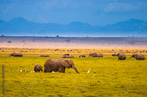 African elephant with an el...