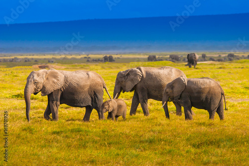 A family of elephants are walking along the grass. Family of African elephants. Kenya. © Grispb