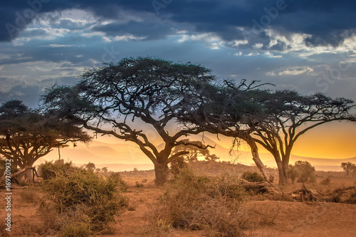 Evening in the African savannah. The foot of Mount Kilimanjaro.
