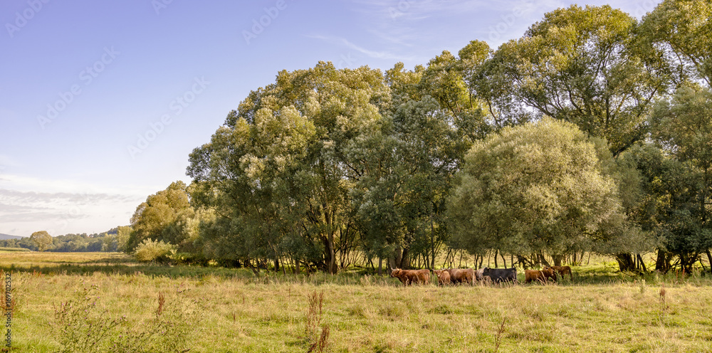 Fototapeta premium Environnement