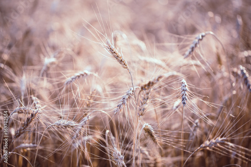 Toned photo of wheat spikelets in field