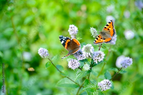 Schmetterling auf Pfefferminze