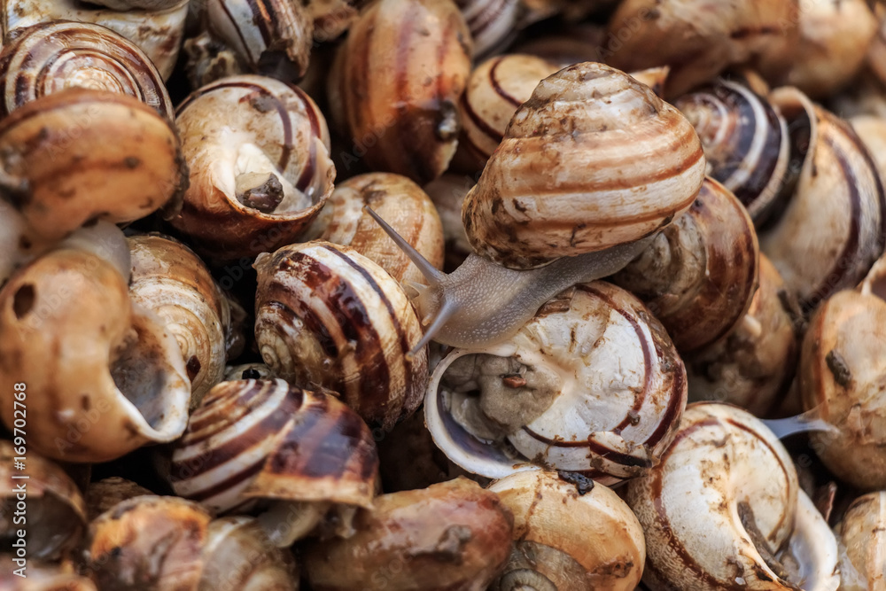 Edible snails on marketplace