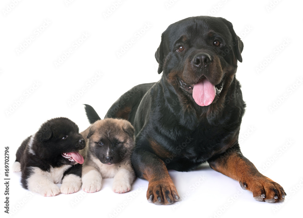 puppies american akita and rottweiler