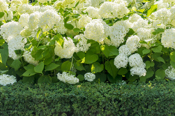 Leinwandbilder Hortensie Weiße Hortensie im Vollblütenstand  © IKvyatkovskaya