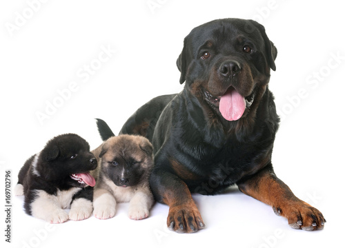 puppies american akita and rottweiler