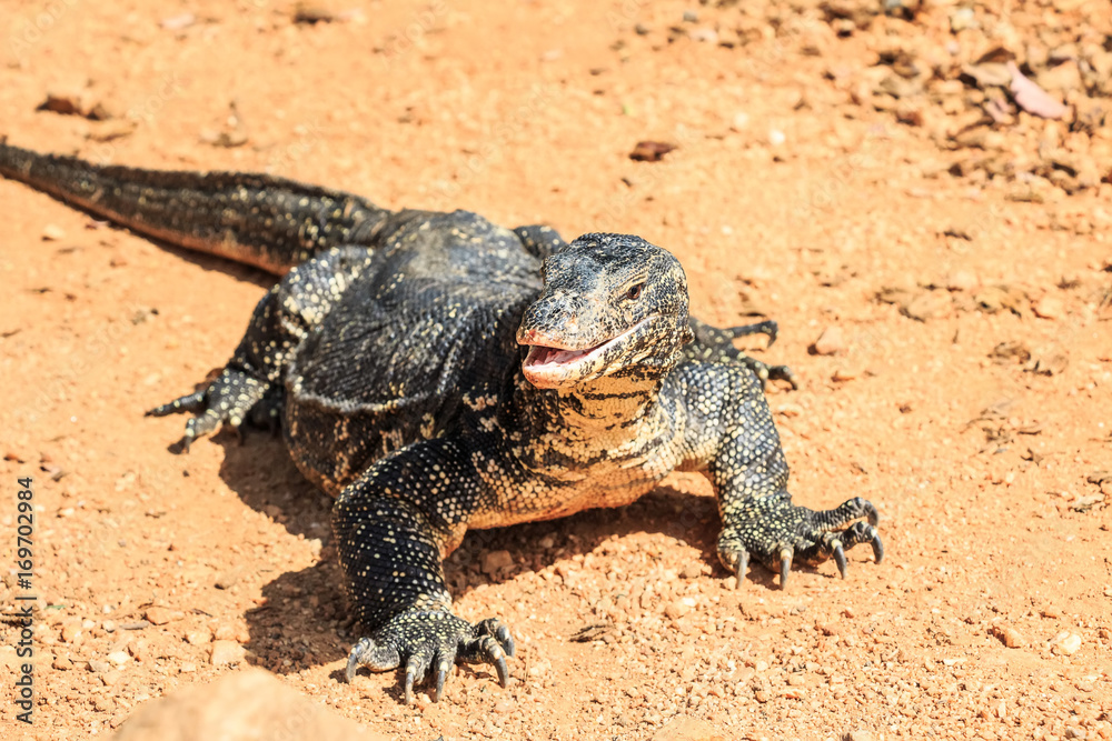 Water monitor lizard Water monitor lizard