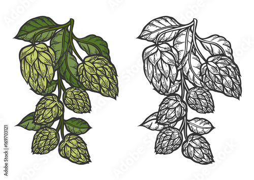 Beer hop illustration color and monochrome version on white background. Design element for logo, label, emblem, sign. Vector illustration