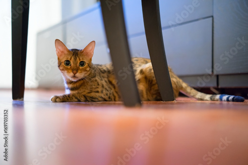Close up female Bengal Cat on a Floor