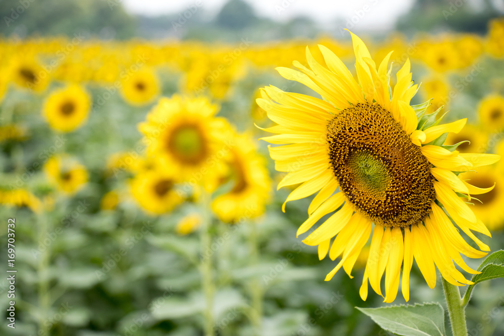 Beautiful yellow sunflower in the farm background