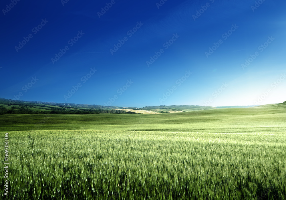 Green field of wheat in Tuscany, Italy