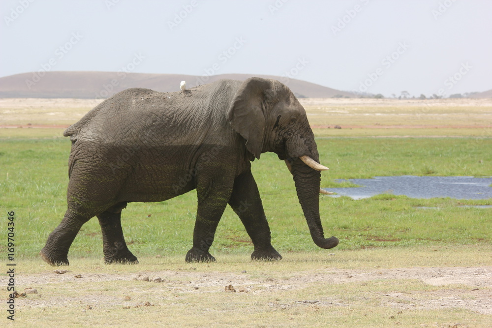 Obraz premium Kenya Wildlife