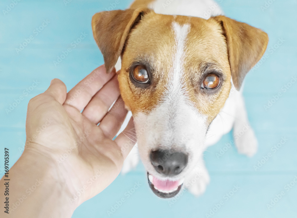 Loving owner's hand touching a dog's head. A portrait of adorable puppy Jack Russell Terrier sitting on wooden flour indoor and looking up to camera. Blue background