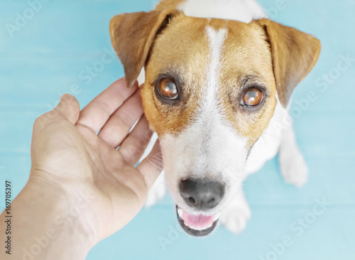 Loving owner's hand touching a dog's head. A portrait of adorable puppy Jack Russell Terrier sitting on wooden flour indoor and looking up to camera. Blue background © Tetiana
