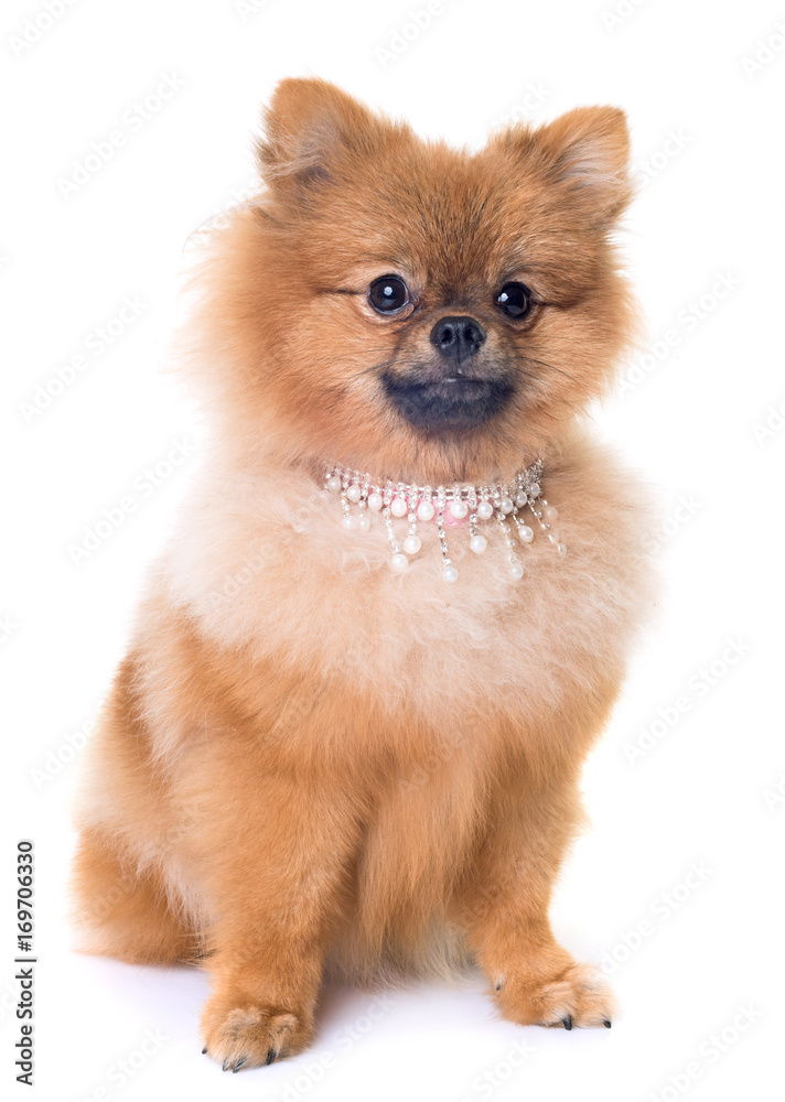 pomeranian in studio pomeranian in studio