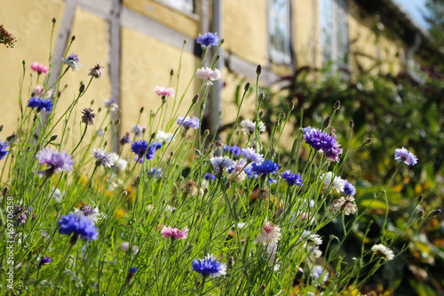 Wild Flowers