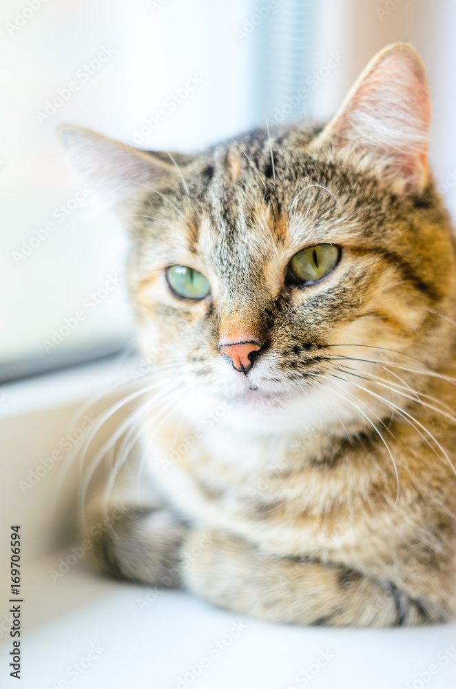 Portrait of a domestic cat on a white windowsill. A cat with a serious look