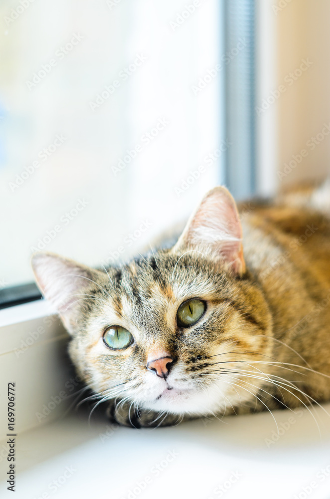 Portrait of a domestic cat on a white windowsill. Cat lays near the window close-up. Empty place for text