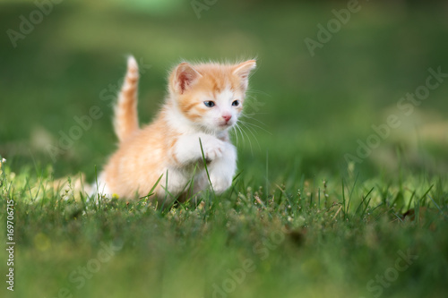 red and white kitten running on grass