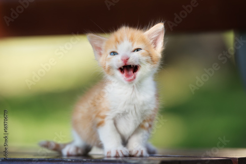 Photos adorable small kitten meowing outdoors