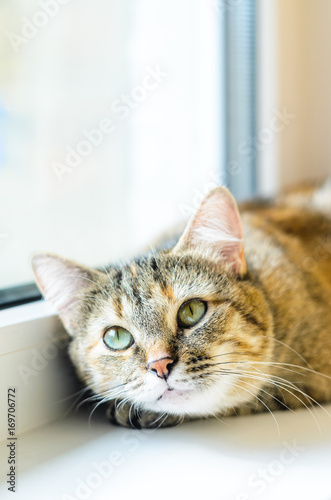 Portrait of a domestic cat on a white windowsill. Cat lays near the window close-up. Empty place for text © v_sot