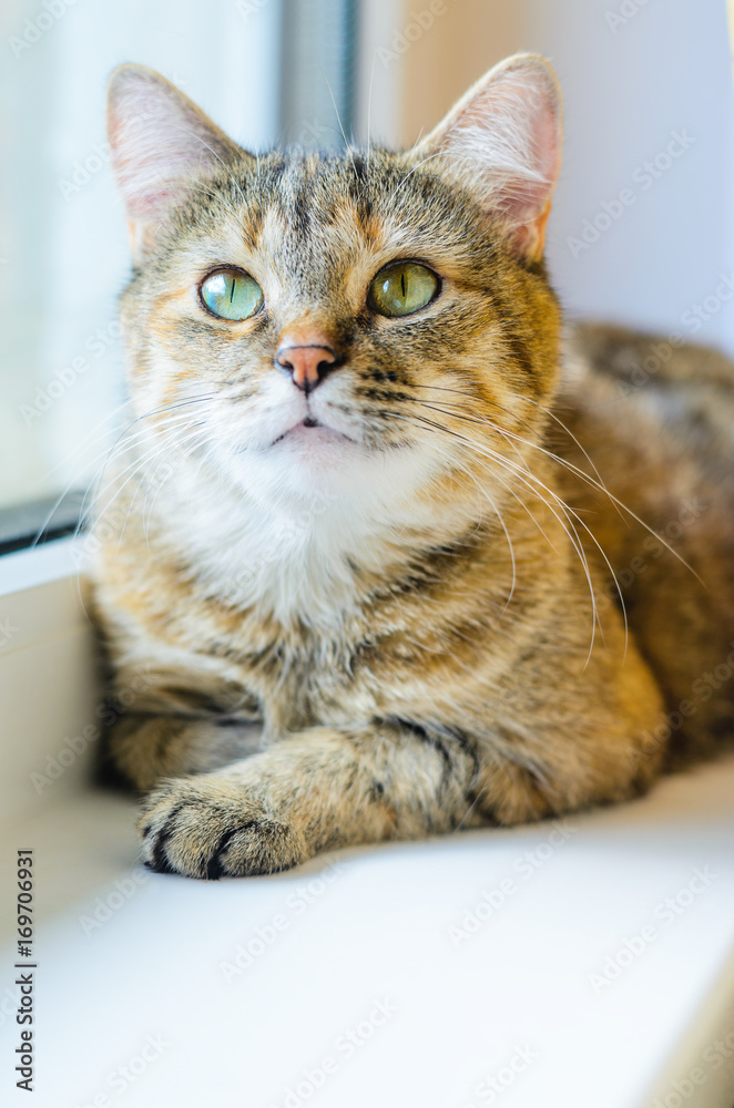 Portrait of a domestic cat on a white windowsill. Cat lays near the window close-up