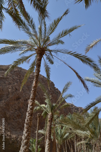 Palmiers des wadi - Oman