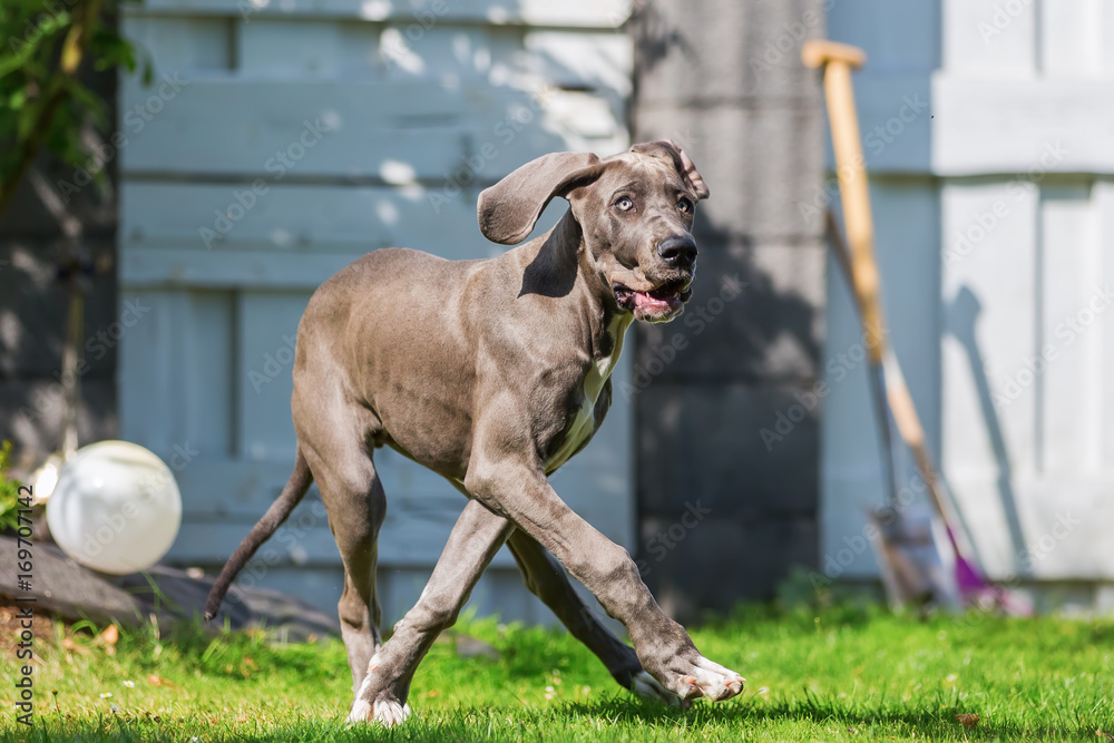 great dane puppy walking in the garden great dane puppy walking in the garden